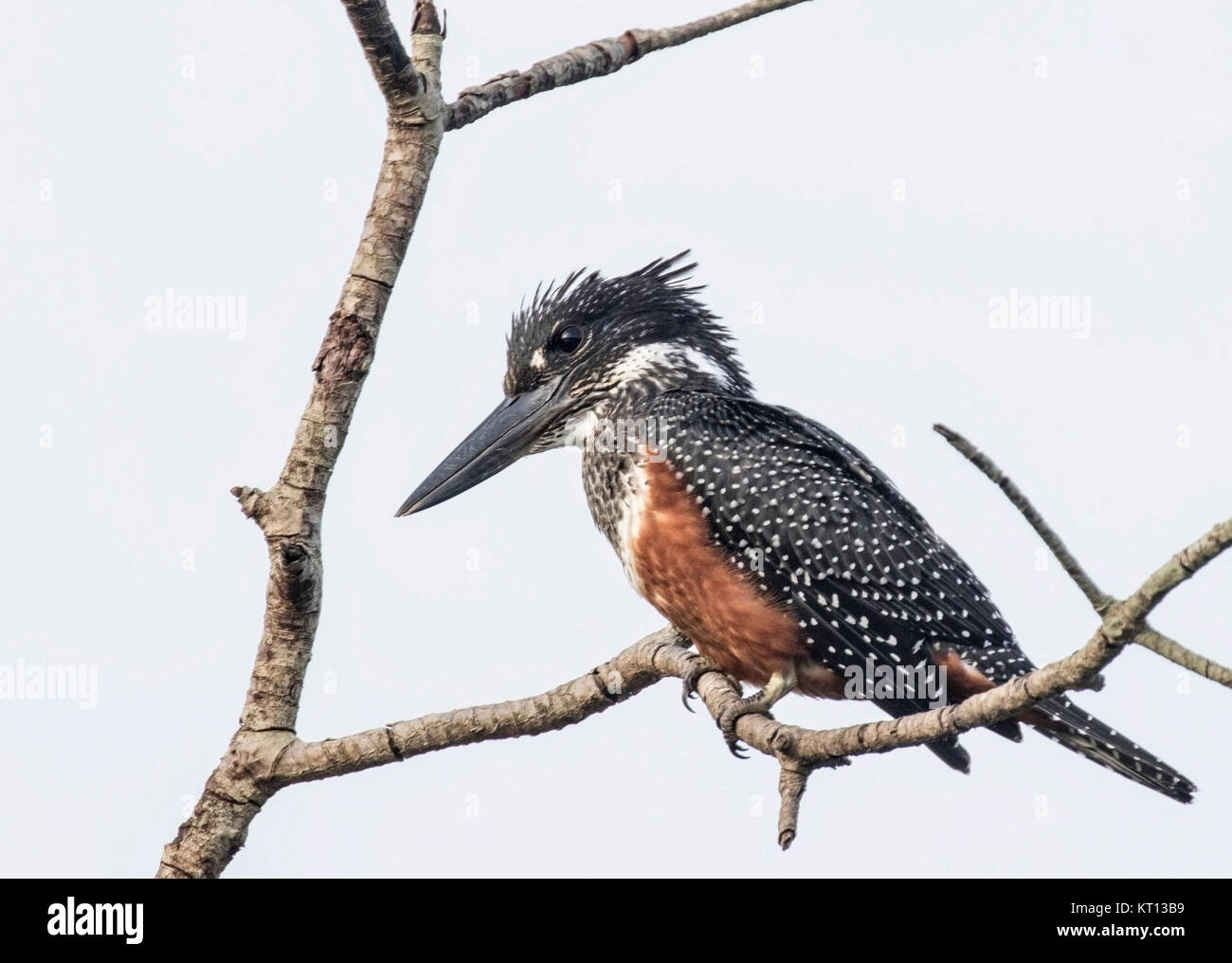 giant kingfisher (Megaceryle maxima) adult perched in mangrove over river in Gambia, Africa Stock Photo