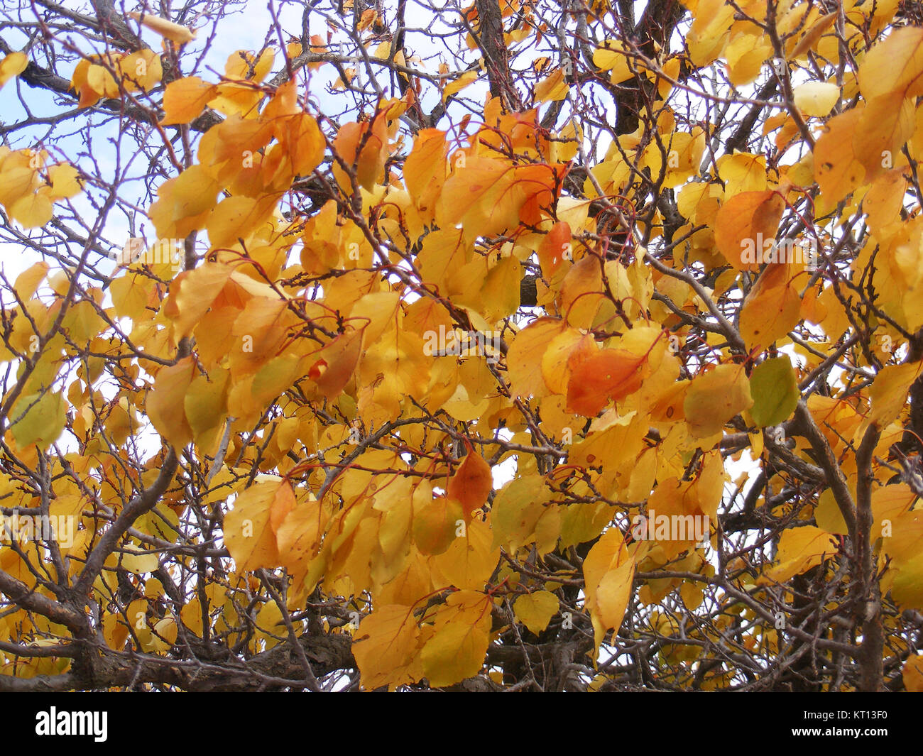 Yellowed leafy trees Stock Photo