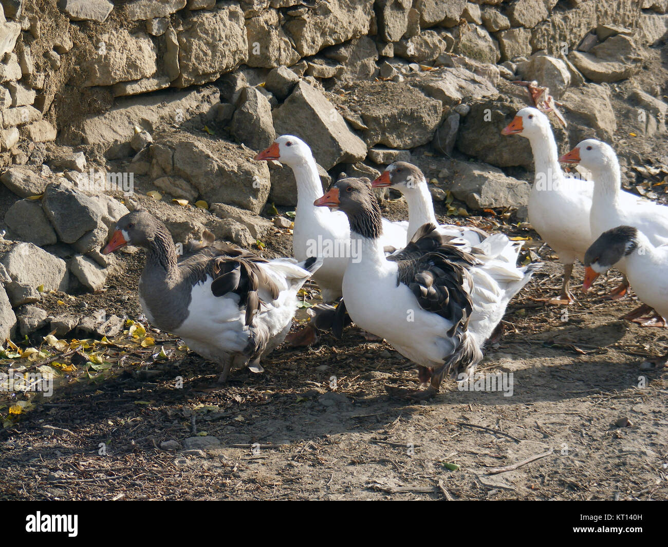 Large white male domestic goose hi-res stock photography and images - Alamy
