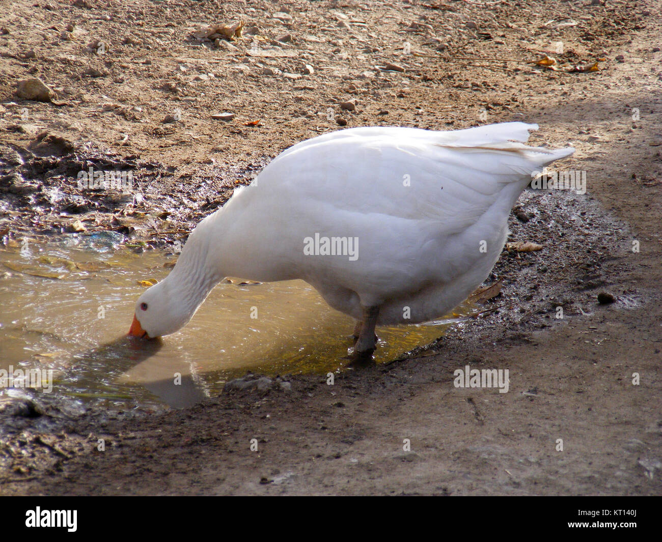 Goose pictures Stock Photo - Alamy