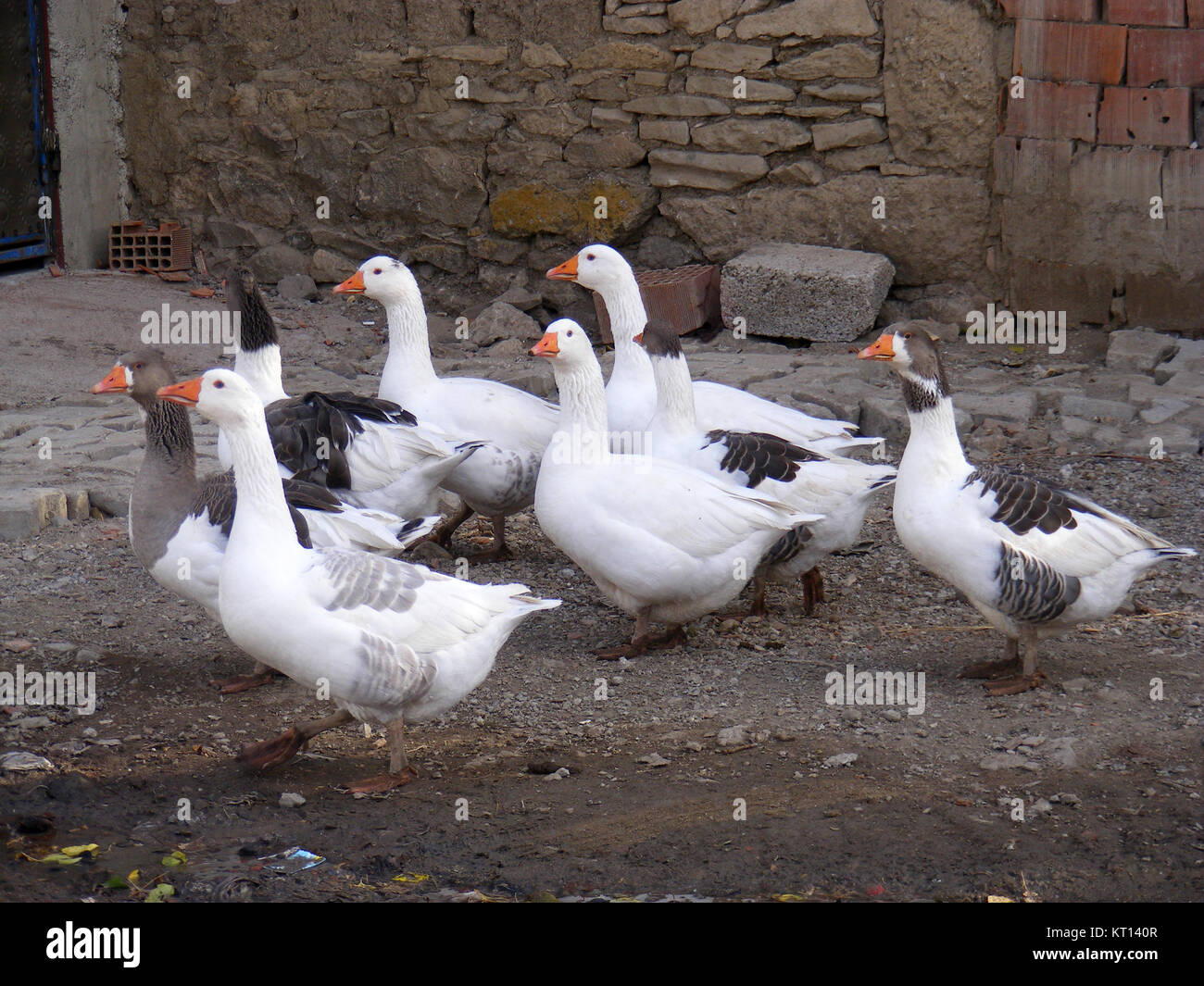 Large white male domestic goose hi-res stock photography and images - Alamy