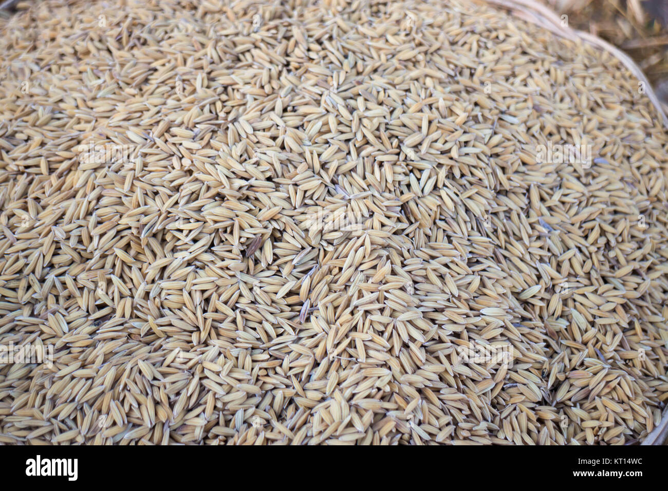Raw rice dried on field Stock Photo - Alamy