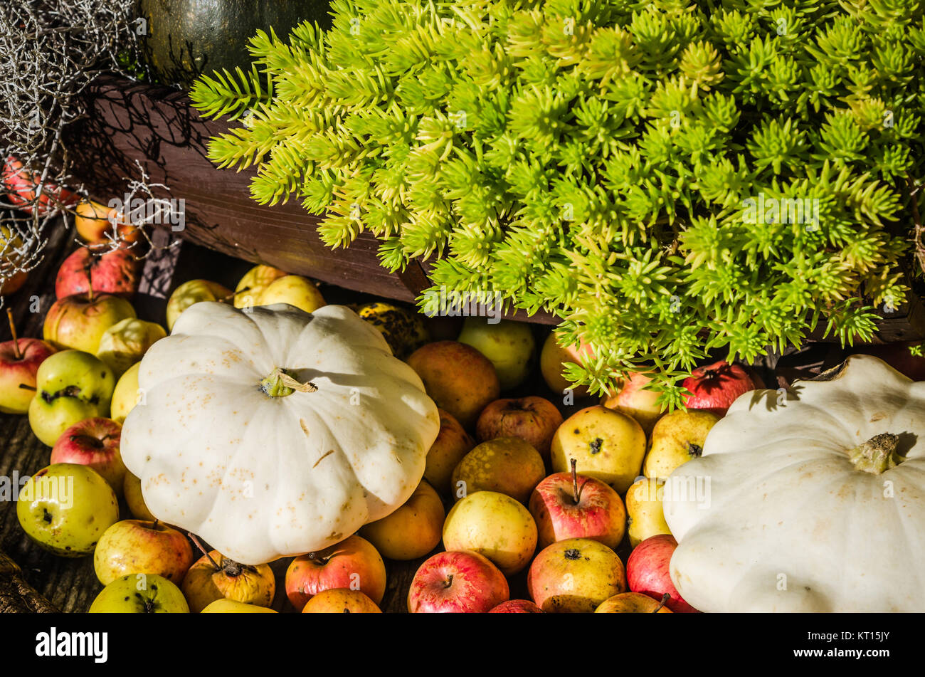 Squash, apples and pumpkins, autumn still life Stock Photo - Alamy