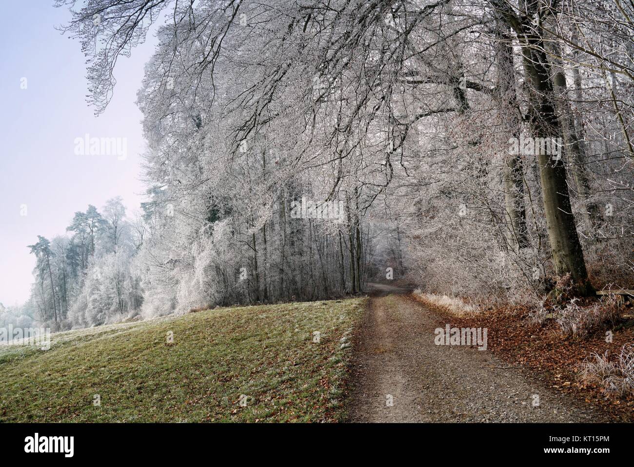 at the edge of the forest Stock Photo - Alamy