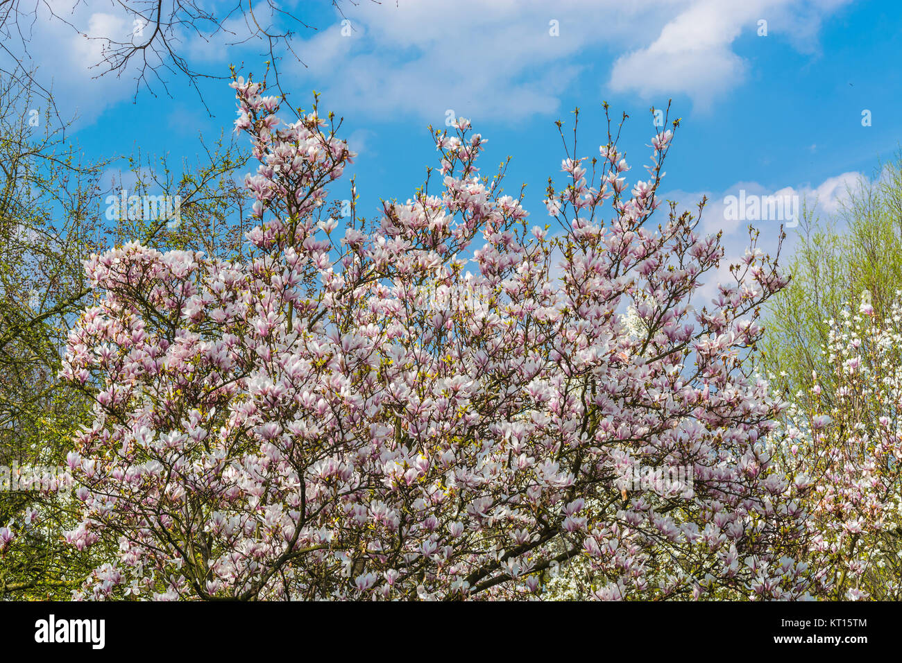 Schöne Faszinierende Frühlingsszene bei blauen Himmel. Stock Photo