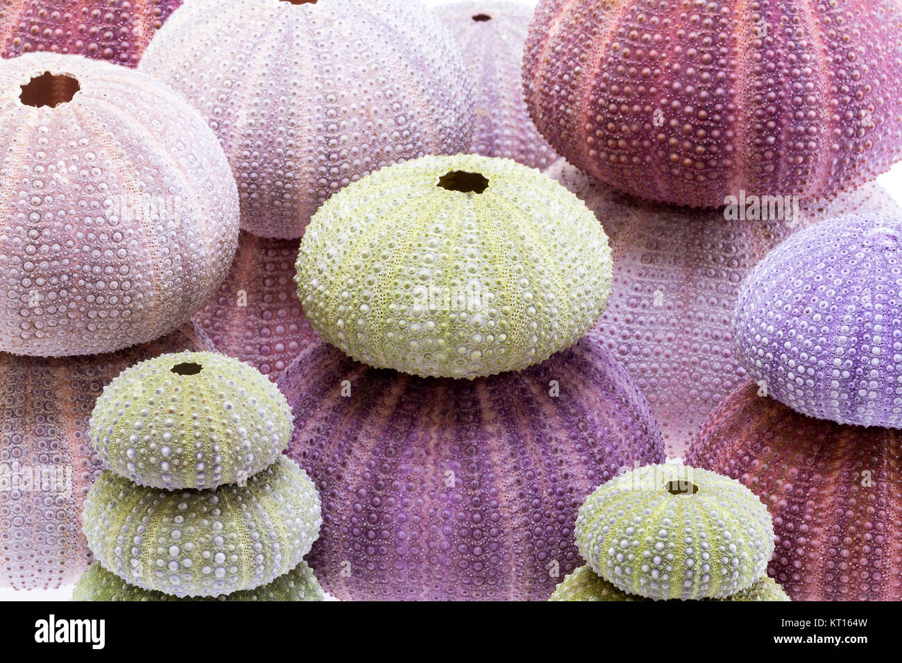 Sea urchin skeleton underwater hi-res stock photography and images - Alamy