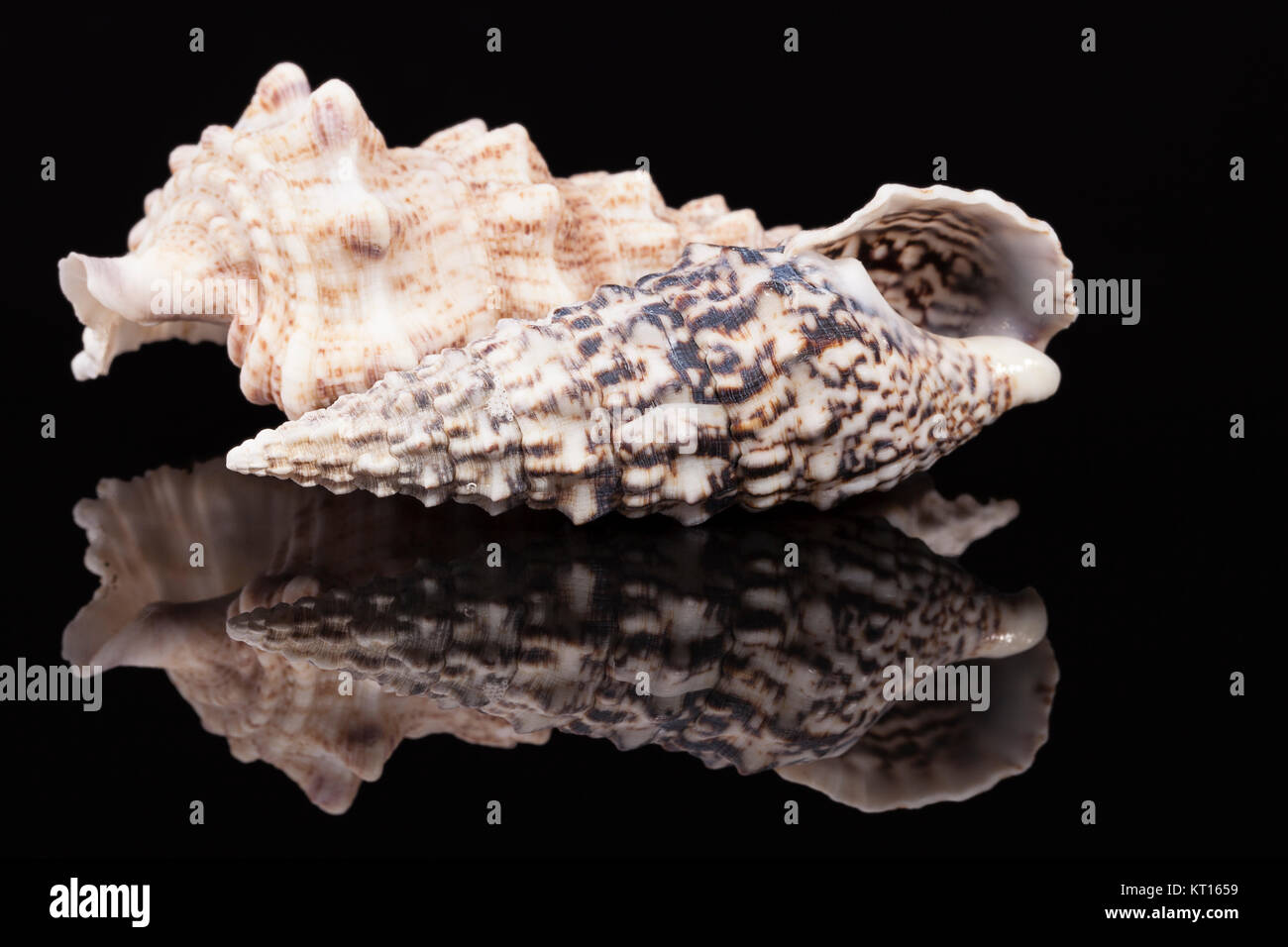 Sea shells of auger snail isolated on black background Stock Photo - Alamy