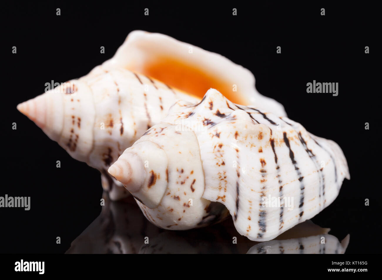 Sea shells of marine snails isolated on black  background Stock Photo