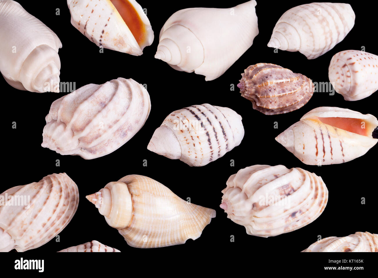 Group of she shells of marine snails isolated on black background Stock Photo