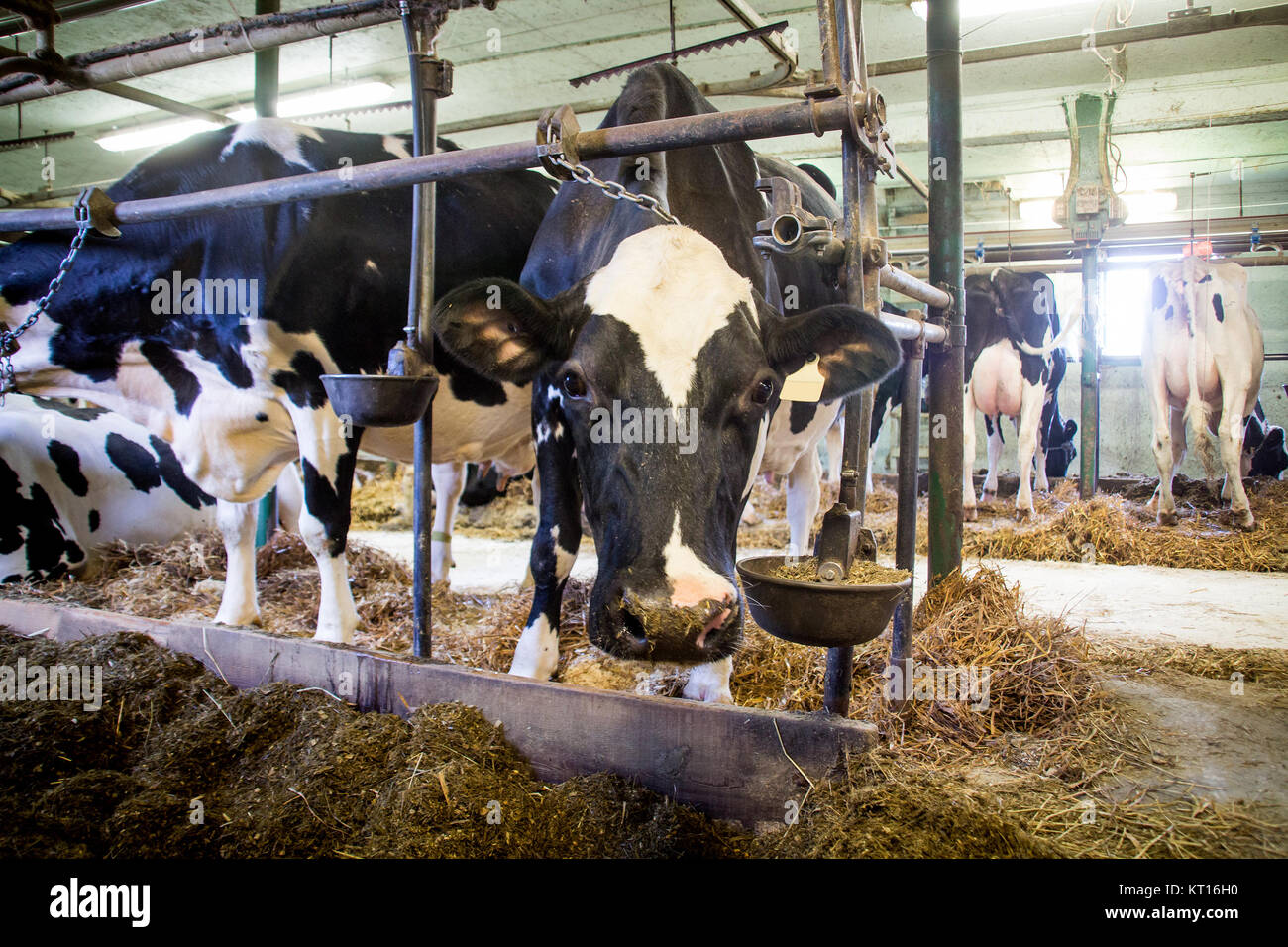 Holstein friesians dairy cow herd hi-res stock photography and images ...