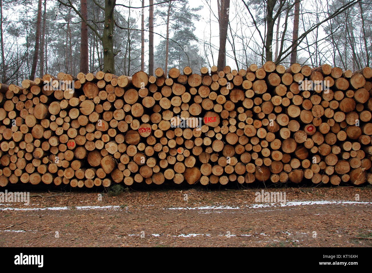 Tree trees wood habitat hi-res stock photography and images - Alamy