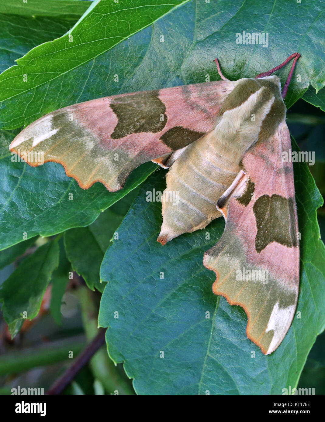 linde moth mimas tiliae Stock Photo