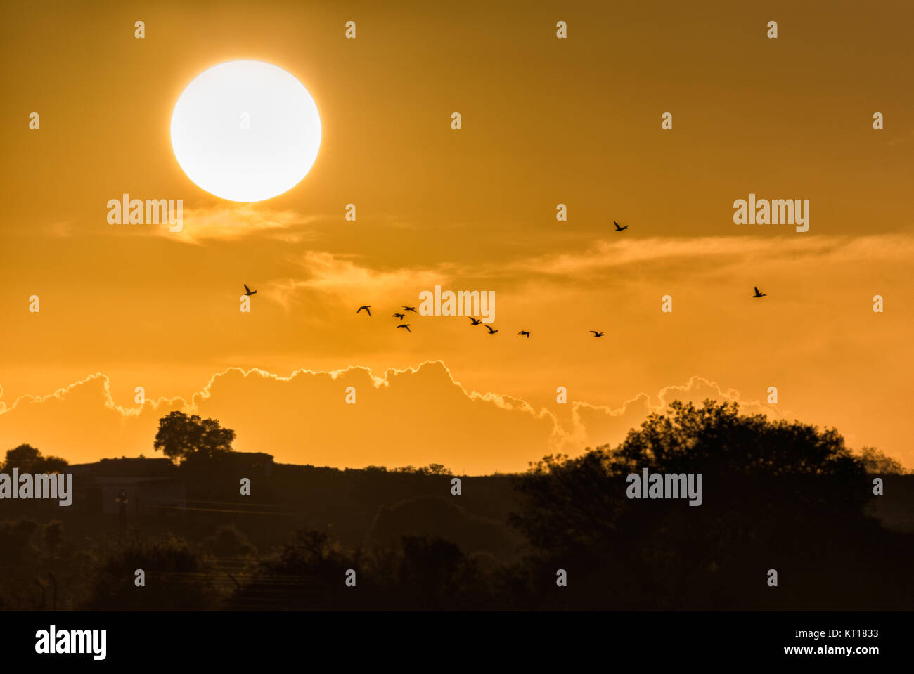 Sunset with a flock of birds in flight. Stock Photo