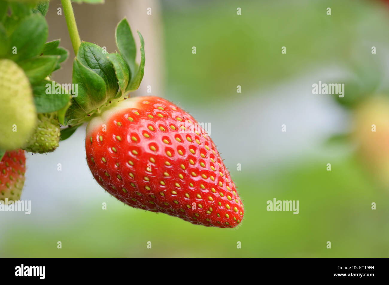 Fresh strawberries that are grown in greenhouses Stock Photo - Alamy