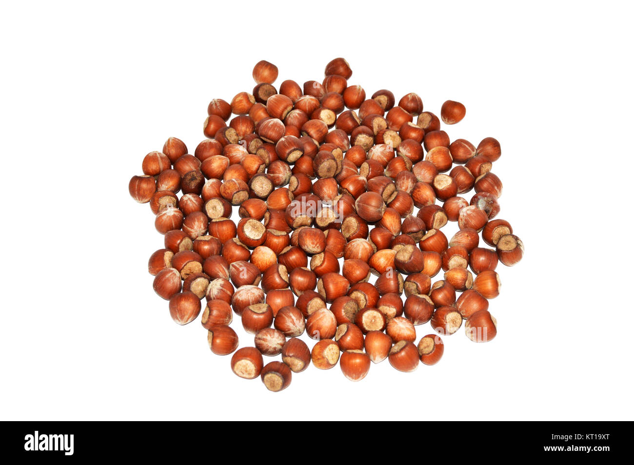 Dried hazelnut pictures Stock Photo Alamy