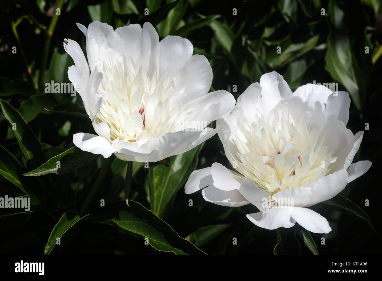 Blossoming white peony among green leaves Stock Photo