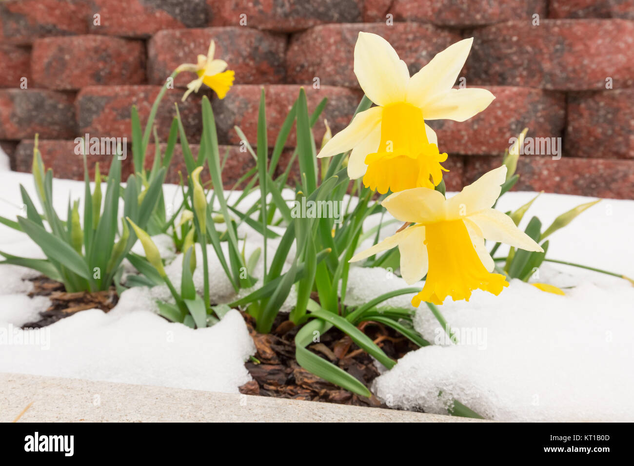 Daffodils in late spring snow Stock Photo - Alamy
