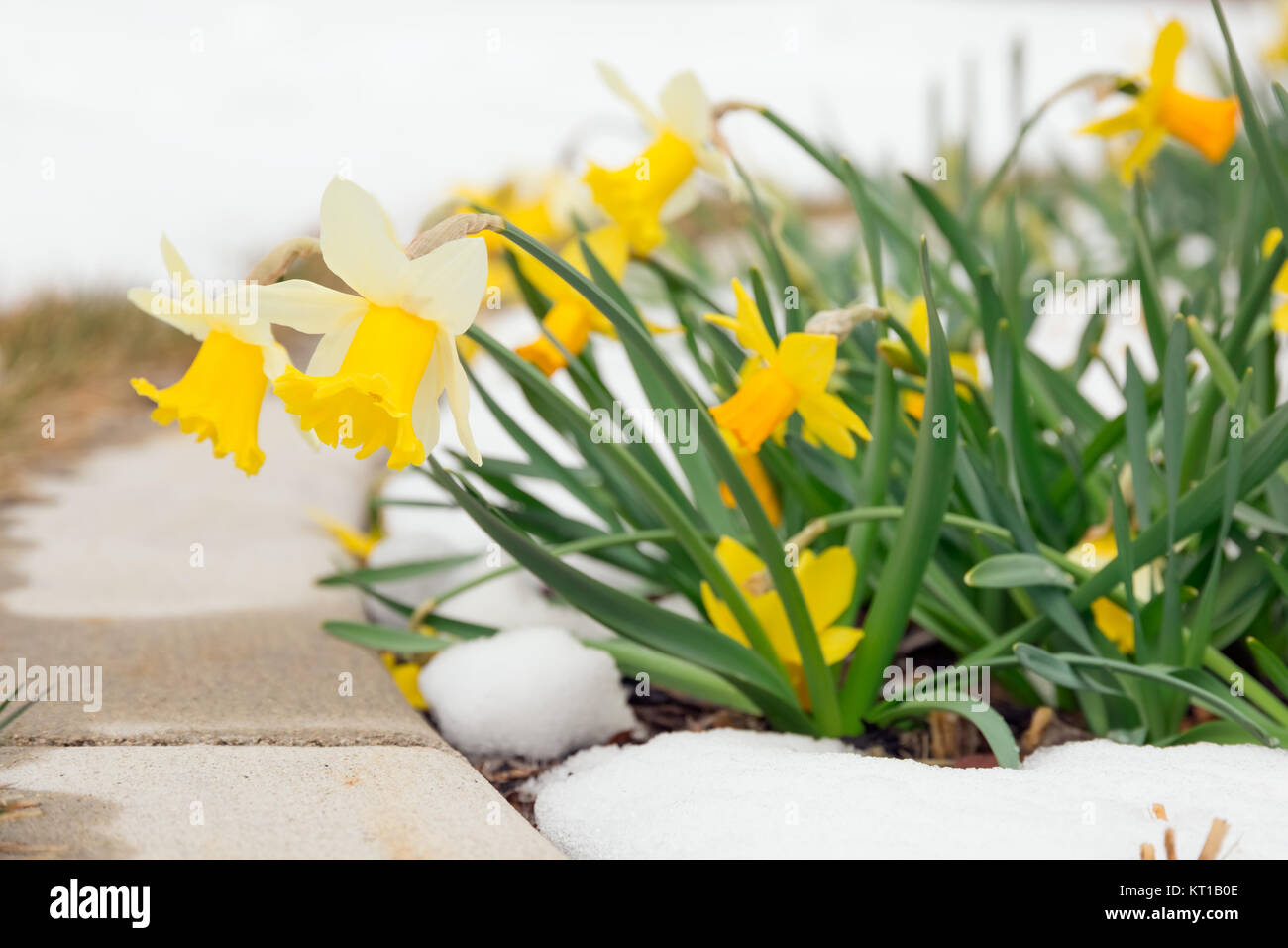 Daffodils in late spring snow Stock Photo - Alamy