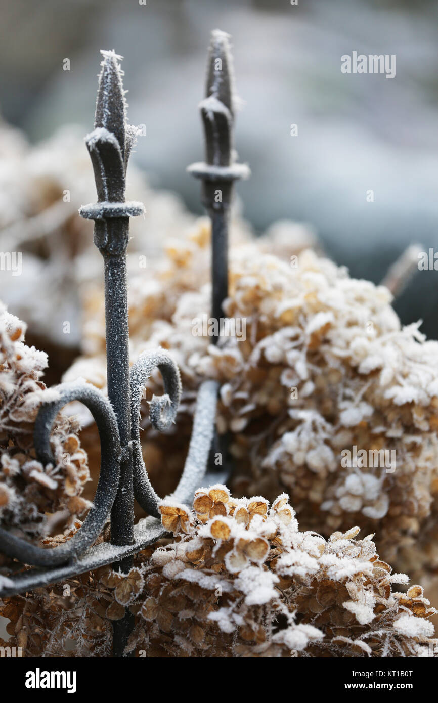 hydrangeas with ice crystals in the winter behind an iron fence Stock Photo
