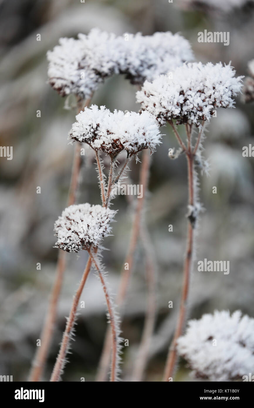 plants with ice crystals in the winter in the garden Stock Photo