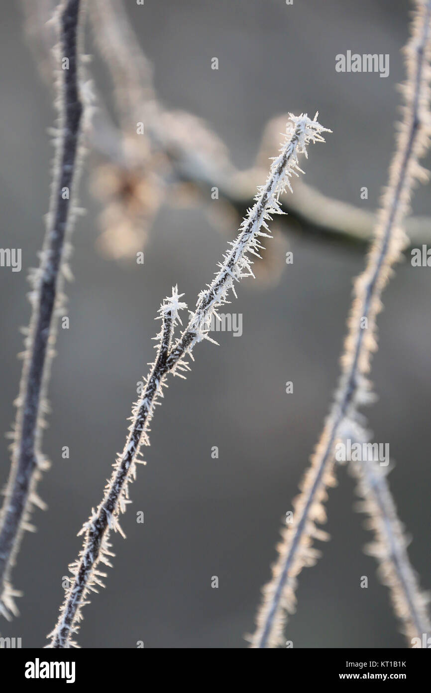 branches with ice crystals in winter Stock Photo