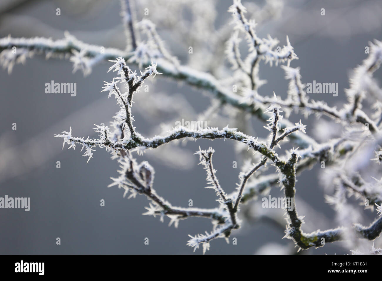icy tree branches in the garden in winter Stock Photo
