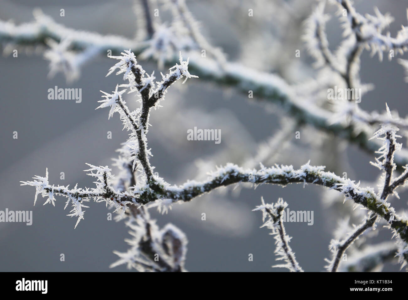 icy tree branches in the garden in winter Stock Photo