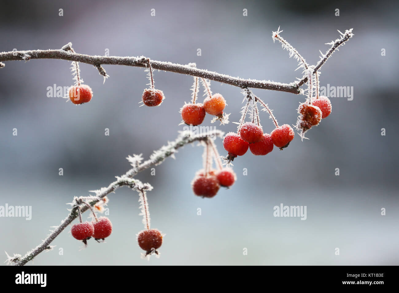 ornamental apples with ice crystals in winter Stock Photo