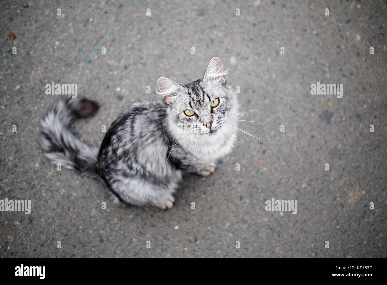 gray spotted tabby cat gray spotted tabby cat