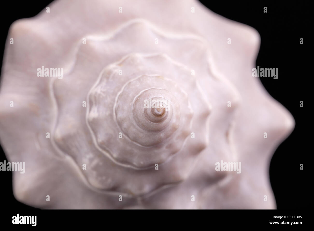 Sea shell of marine snails isolated on black  background Stock Photo