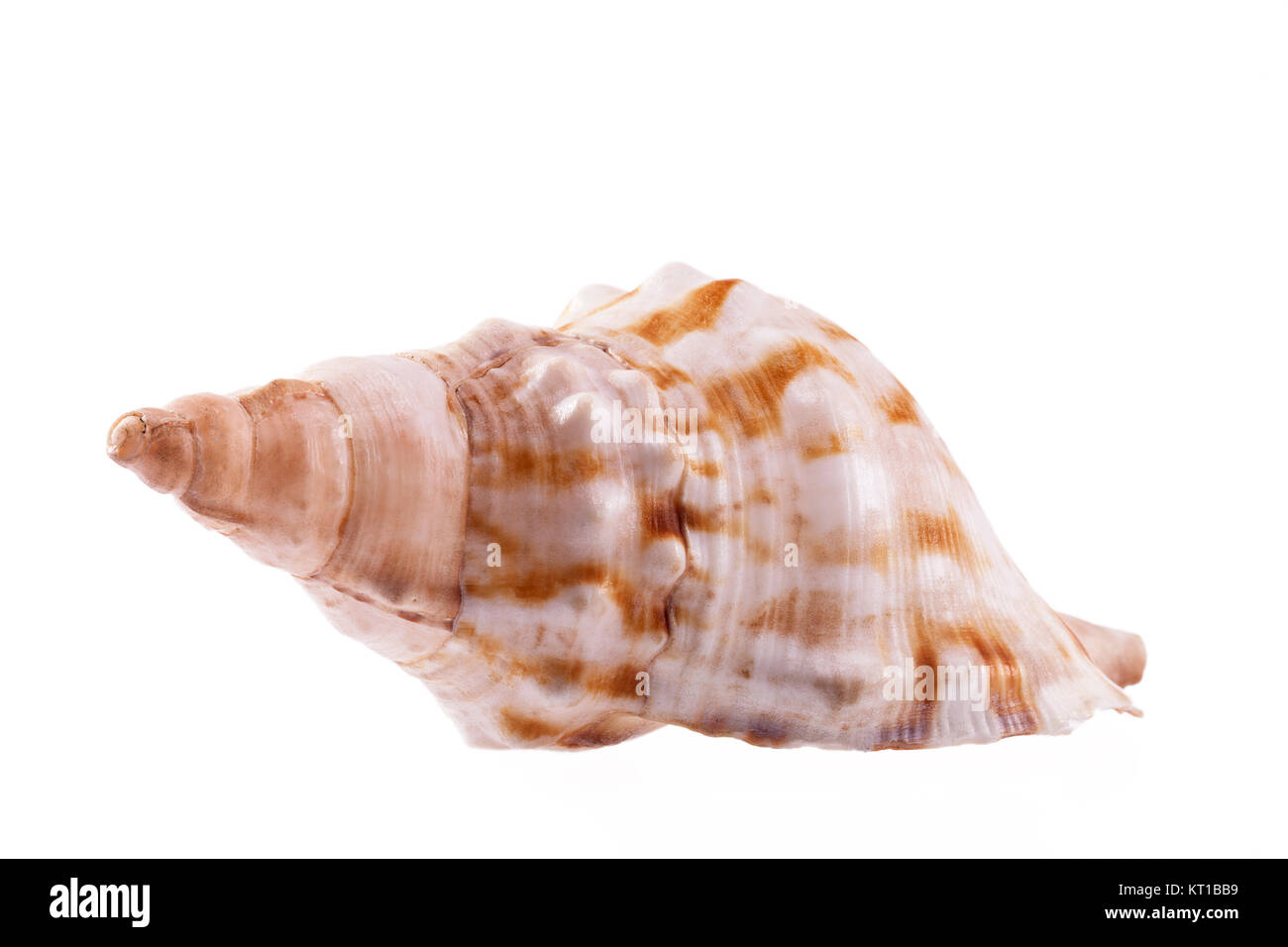 Single sea shell of marine snail, horse conch isolated on white background Stock Photo
