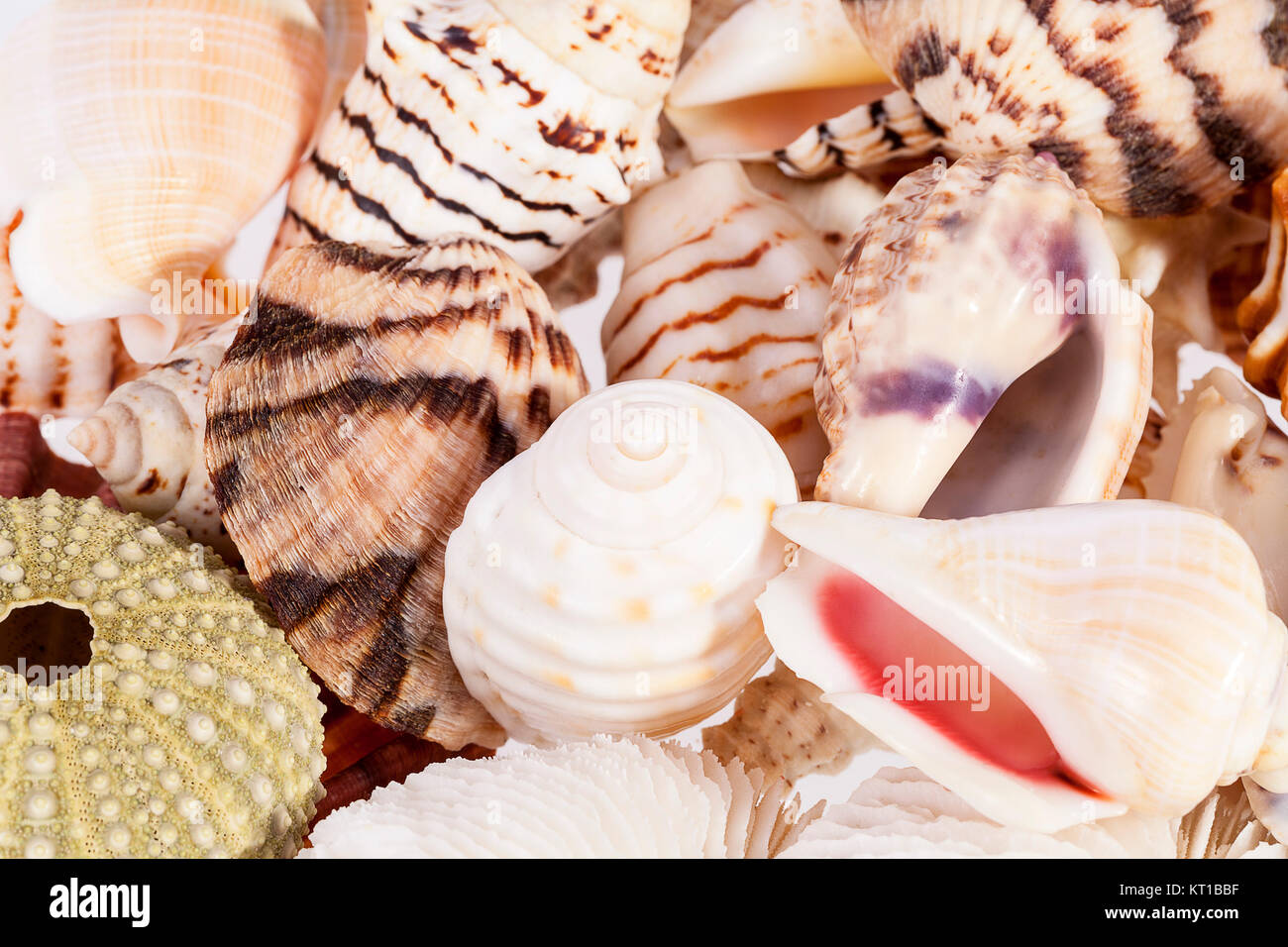Background of various types of sea shells Stock Photo - Alamy