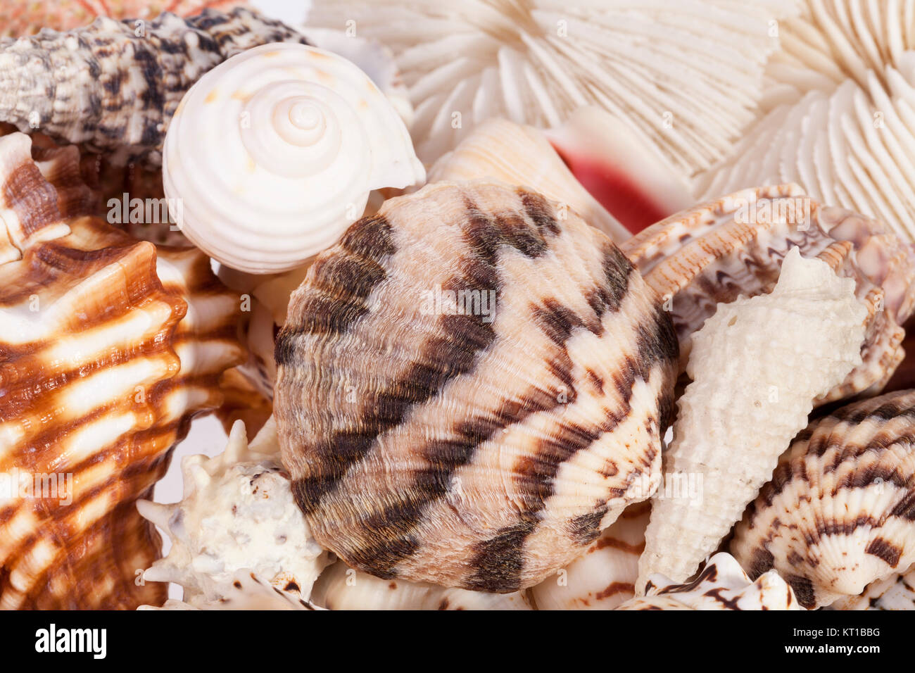 Background of various types of sea shells Stock Photo - Alamy