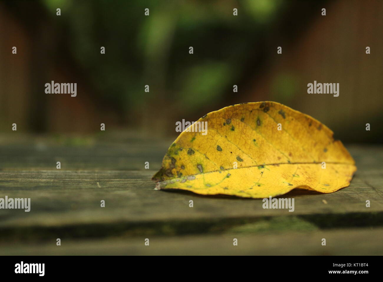 Single withered leaf hi-res stock photography and images - Alamy