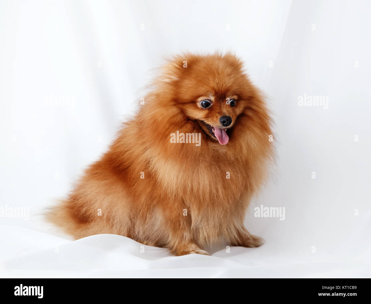 Today's “He's Absolutely Purebred I Have Papers And Paid So Much Money For  Him” Dog : r/doggrooming, image size:1300x1067