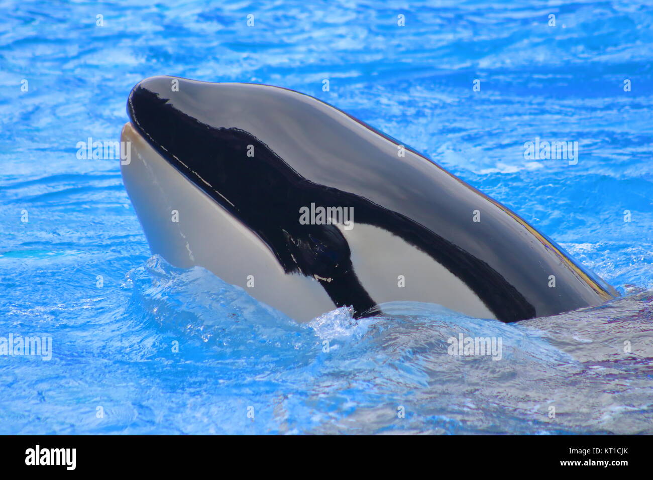 A captive killer whale from Sea World Stock Photo