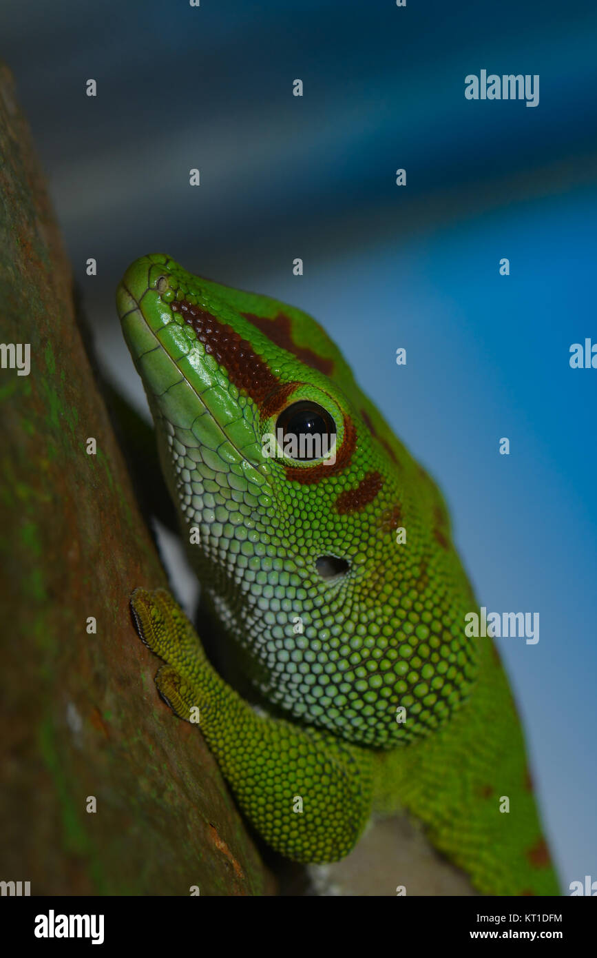 green dwarf gecko Stock Photo
