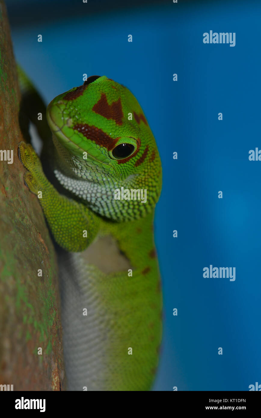 green dwarf gecko Stock Photo