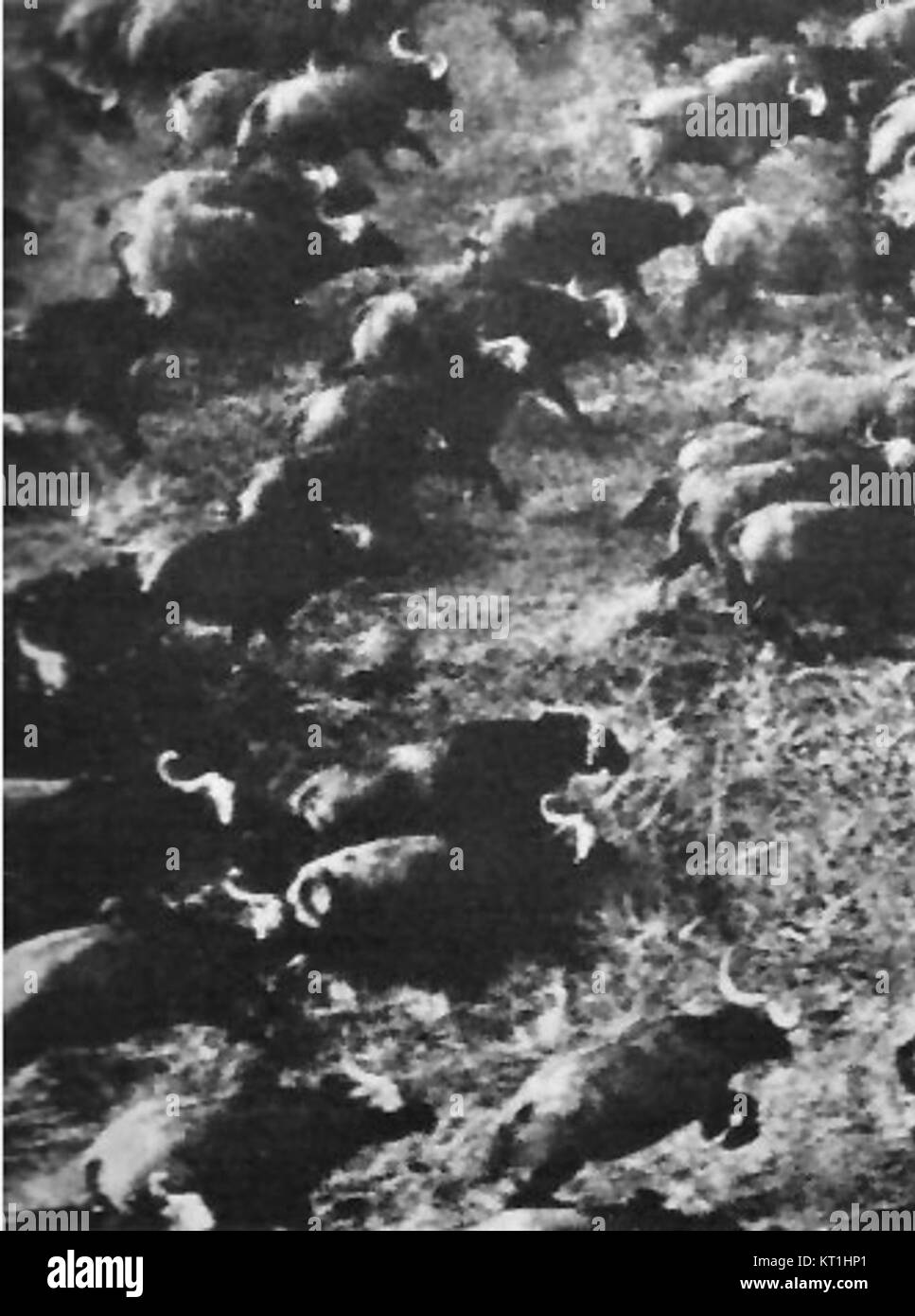 Cattle stampede Belgian Congo Stock Photo Alamy