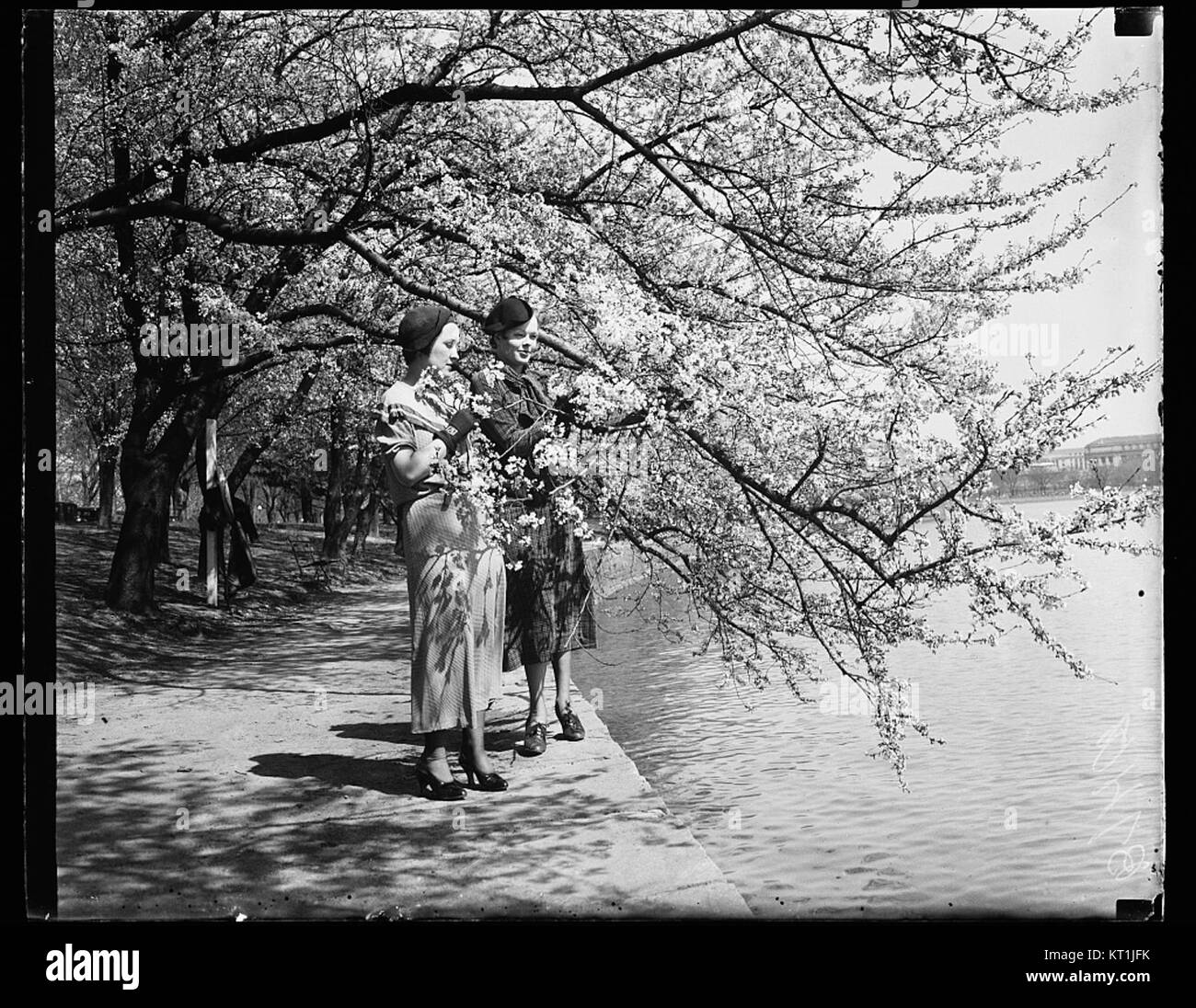Cherry Blossoms 38669v Stock Photo Alamy