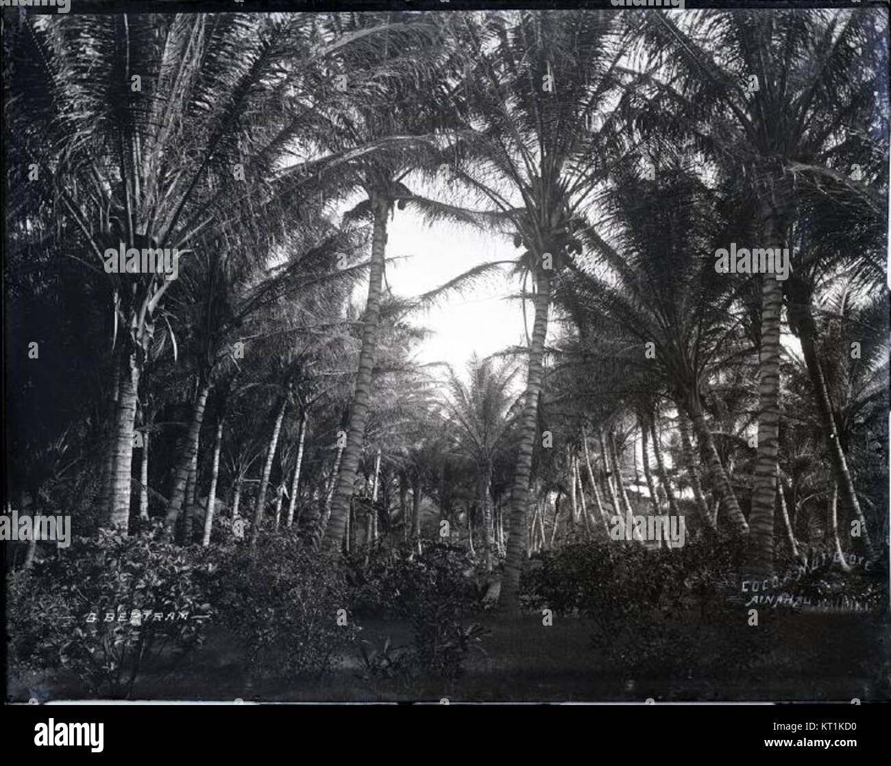 This photograph by Brother Bertram depicts Coconut Grove, a historic ...