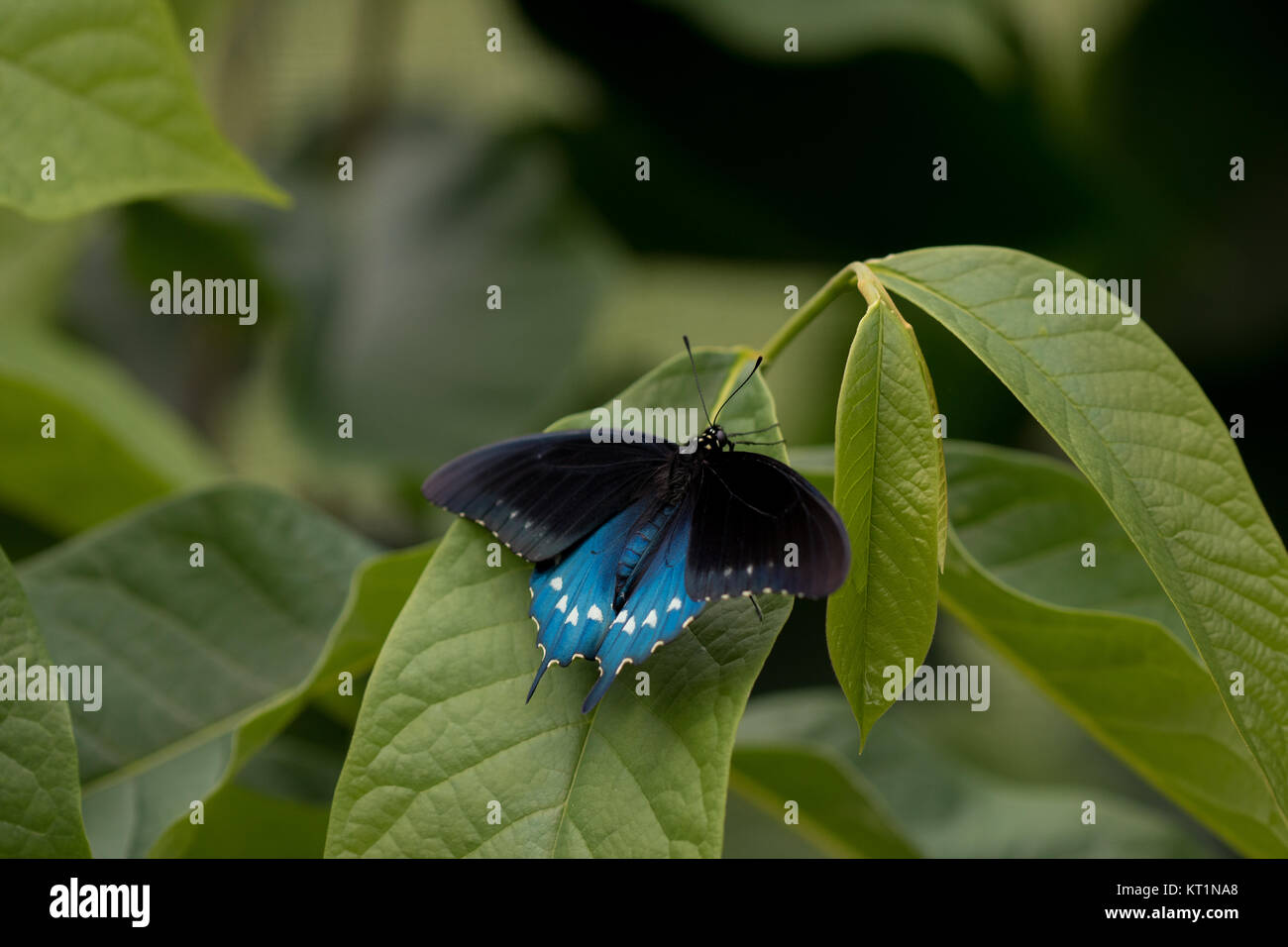 Pipevine swallowtail (Battus philenor) Stock Photo