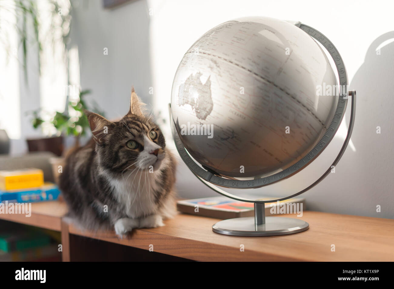 Cat looking at an earth globe Stock Photo
