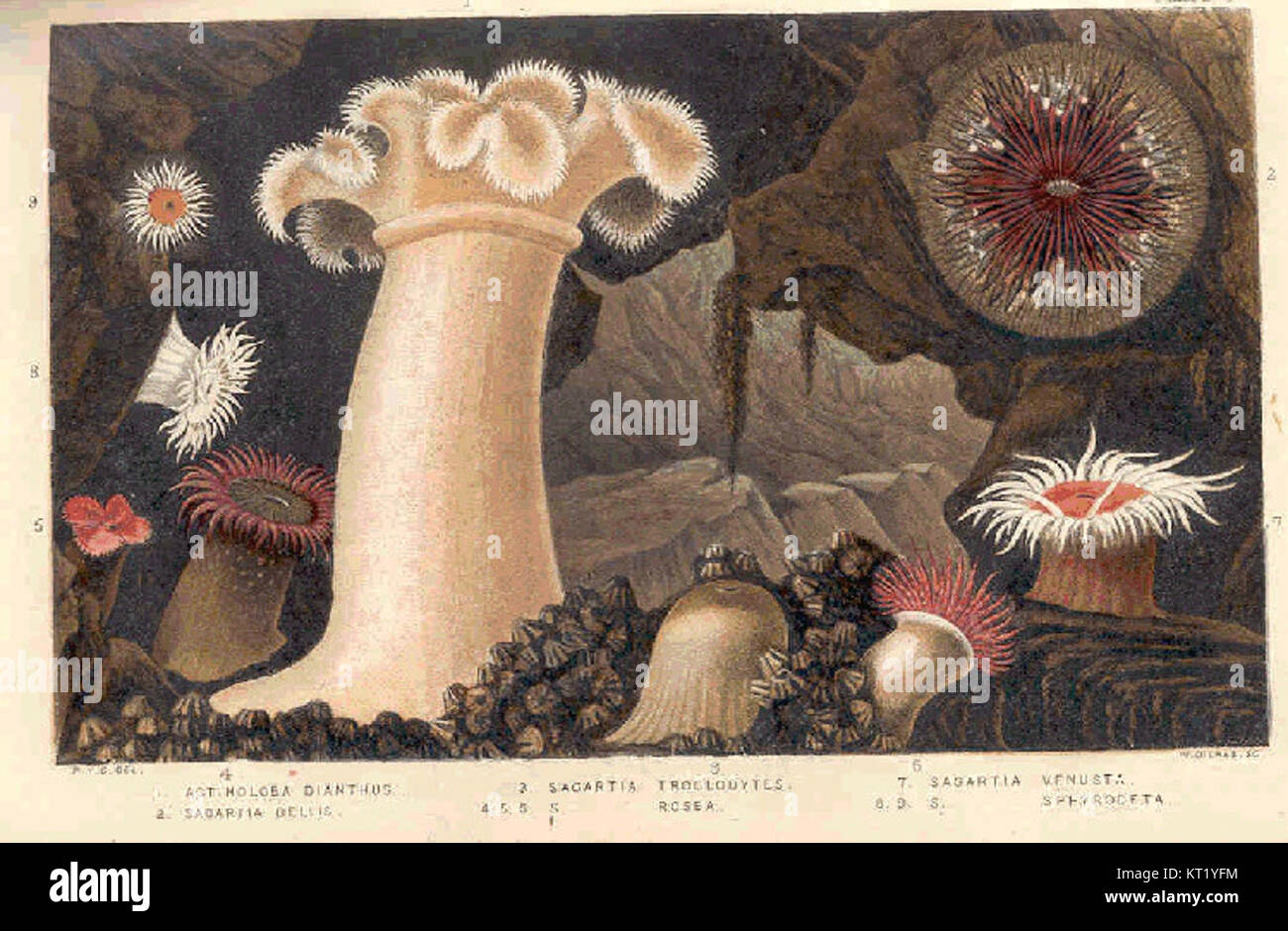 This catalog entry lists various species of plants and marine organisms