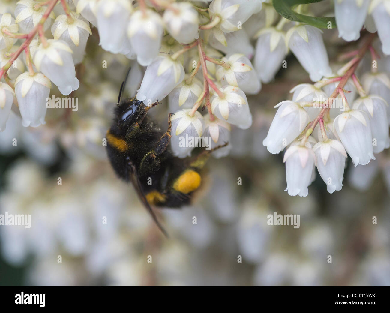 Edinburgh, Scotland. A bumblebee forages in a Leith garden Stock Photo