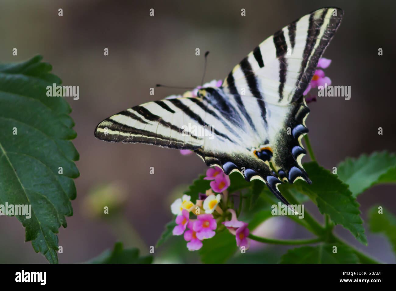 iberian-scarce-swallowtail-butterfly-iphiclides-feisthamelii-stock