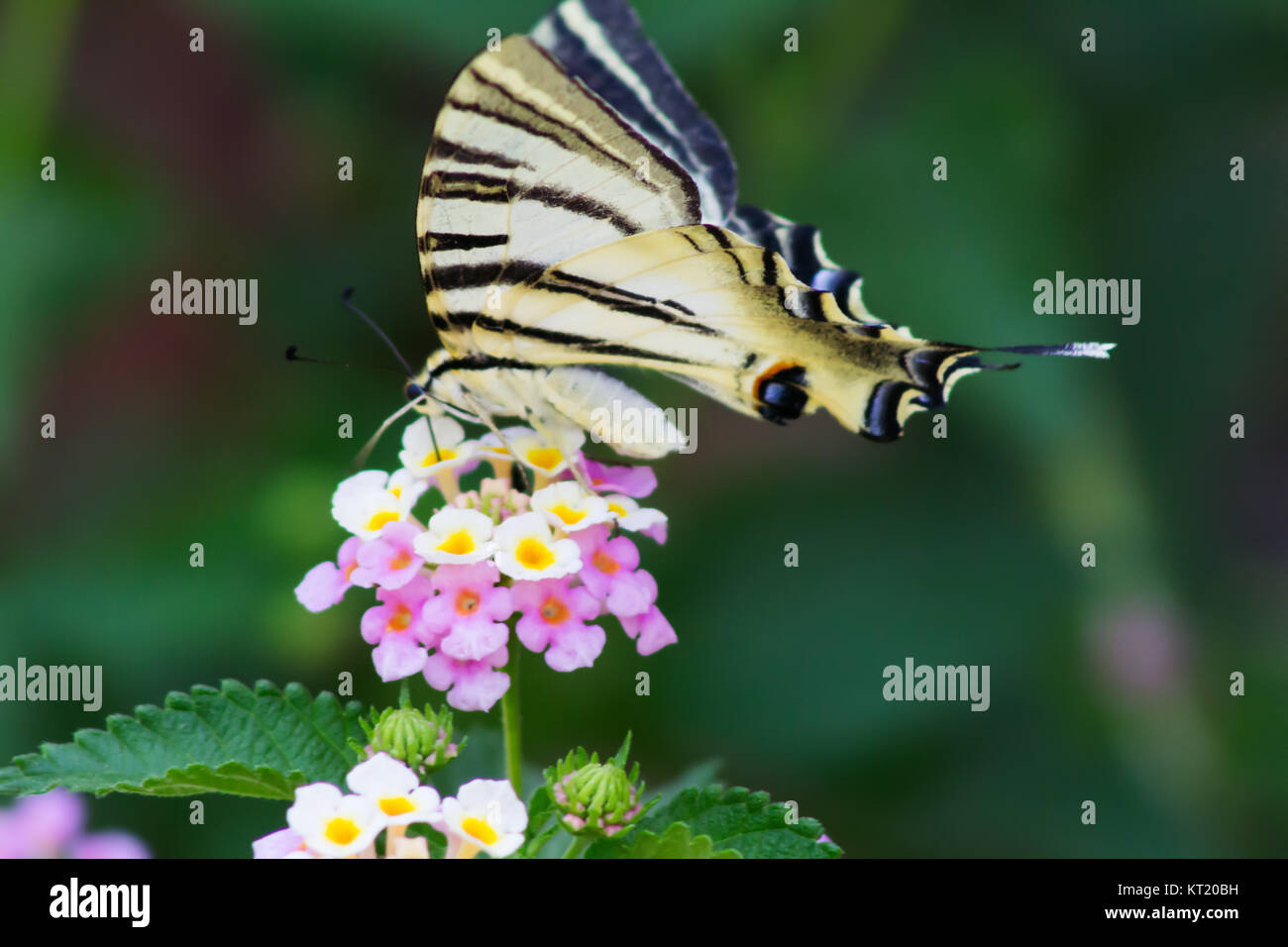 iberian-scarce-swallowtail-butterfly-iphiclides-feisthamelii-stock