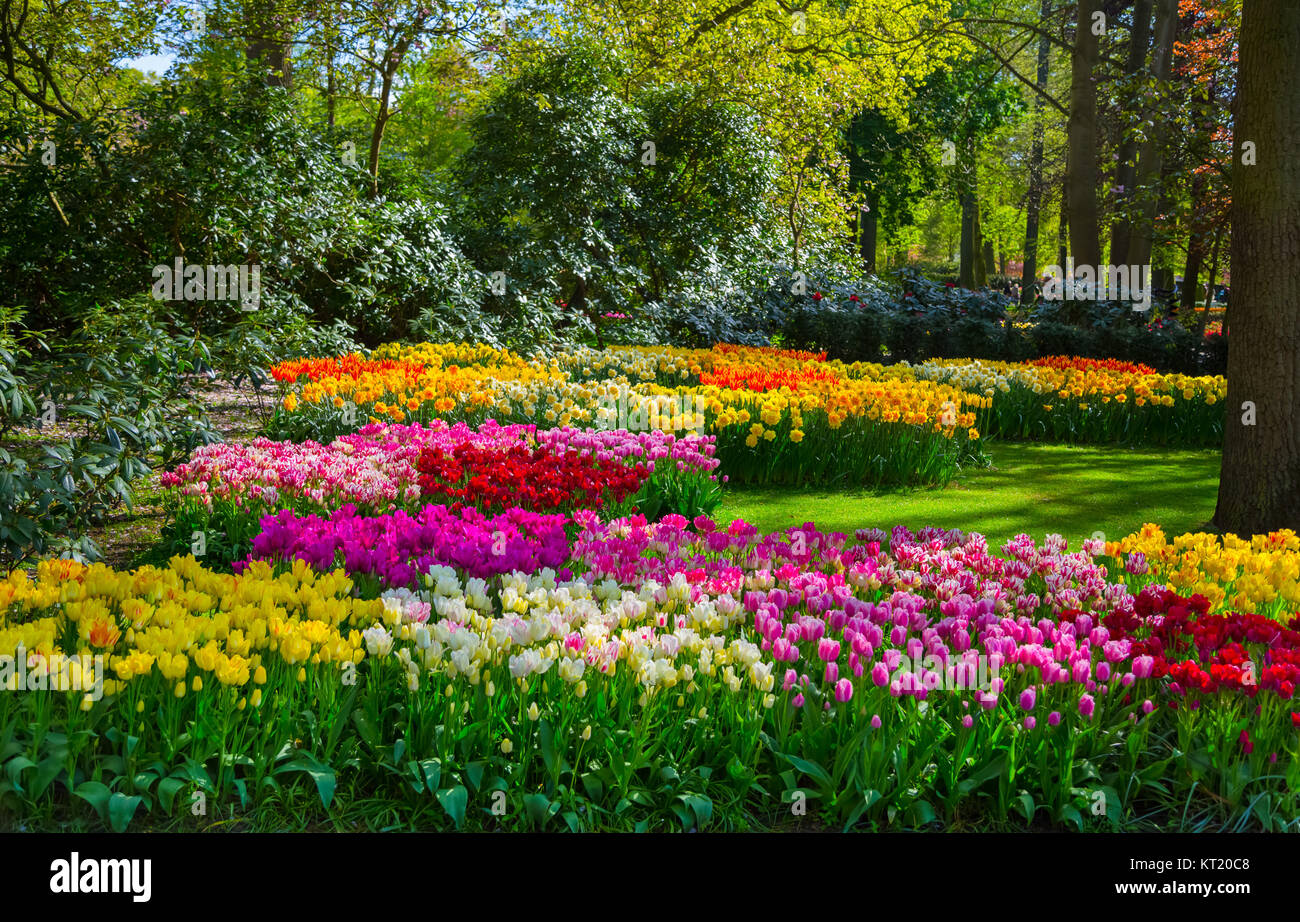 Colorful tulips in the Keukenhof garden, Holland Stock Photo - Alamy