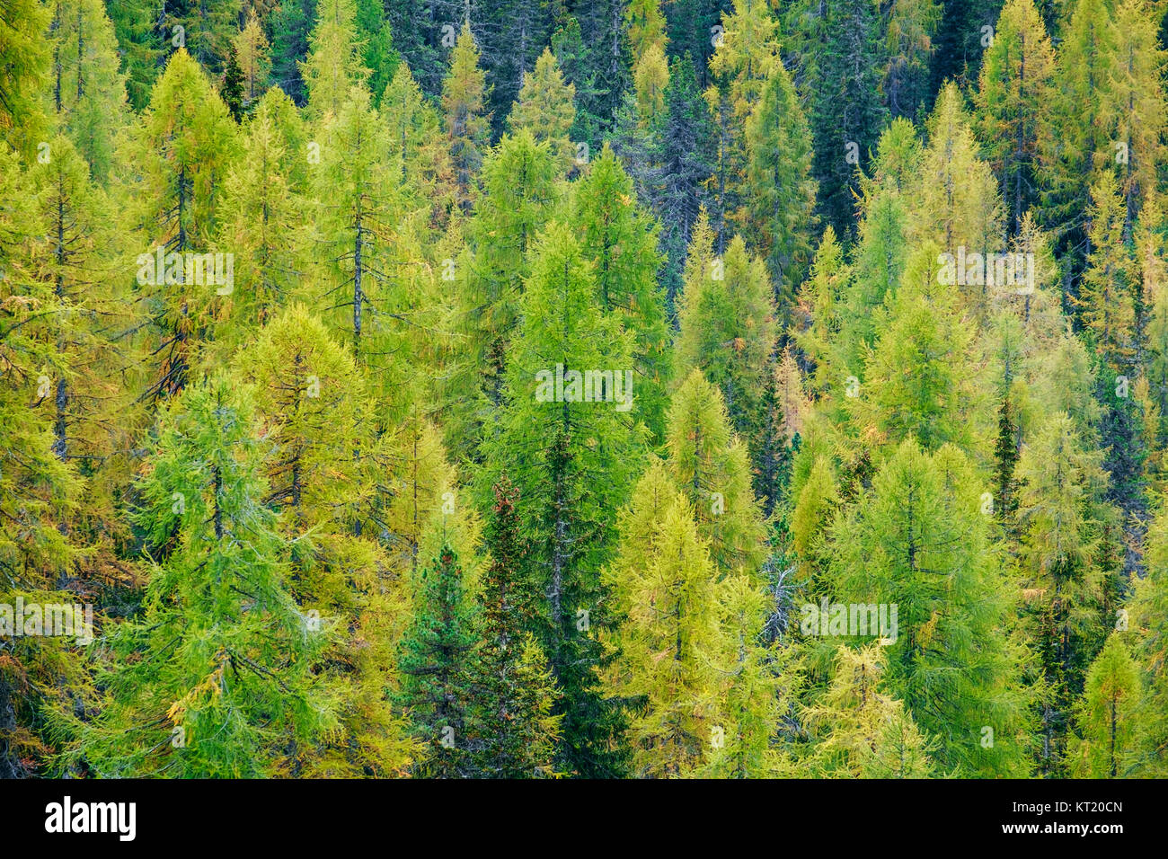 Aerial view of green pine forest in Dolomites Alps Stock Photo - Alamy