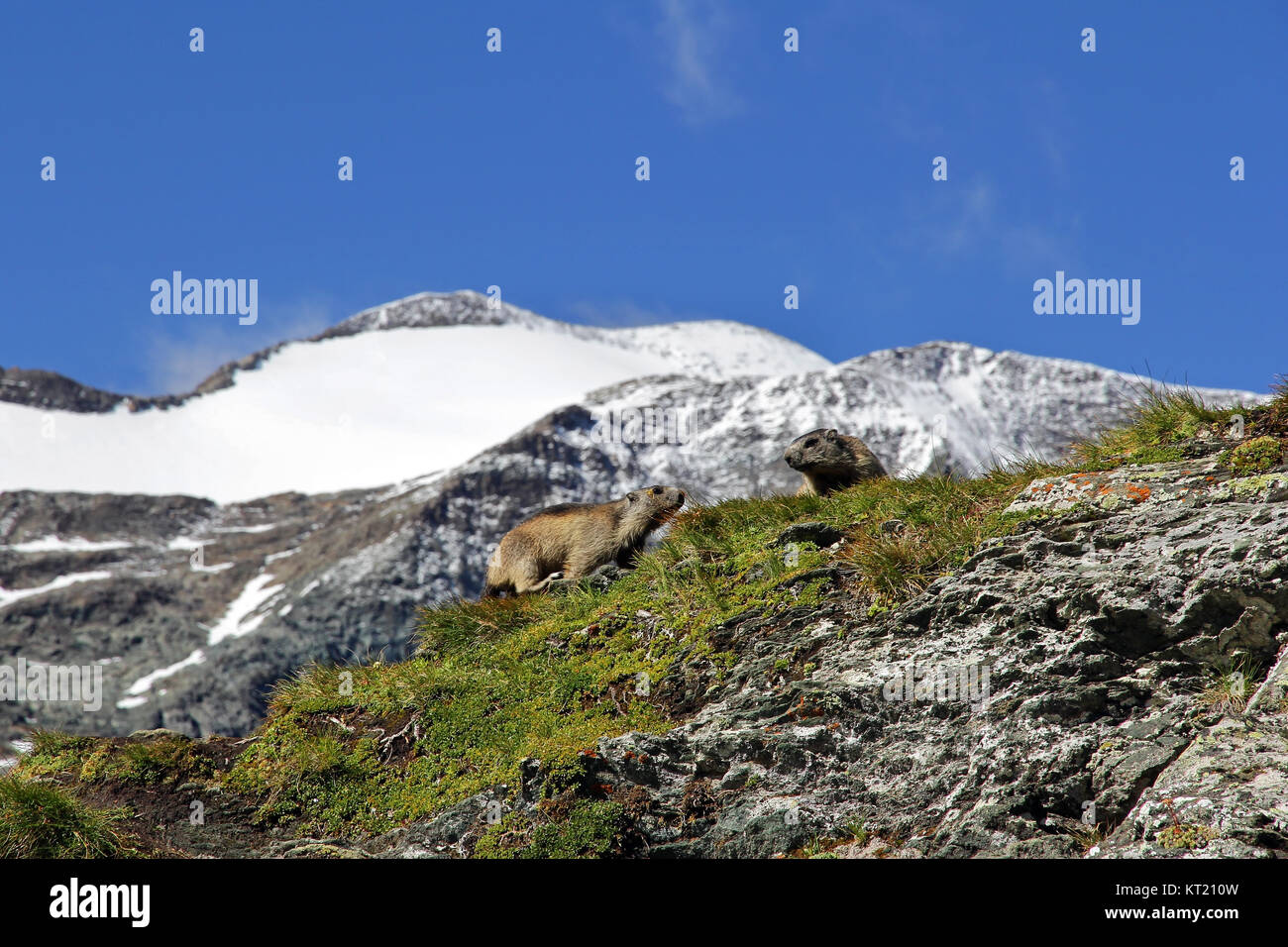 two marmots looking for food in the mountains Stock Photo